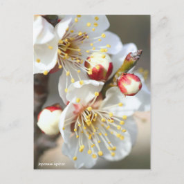 Japanse abrikozenprijs [Briefkaart] Briefkaart