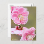 Japanse abrikozenprijs [Briefkaart] Briefkaart (Voorkant / Achterkant)