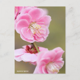 Japanse abrikozenprijs [Briefkaart] Briefkaart