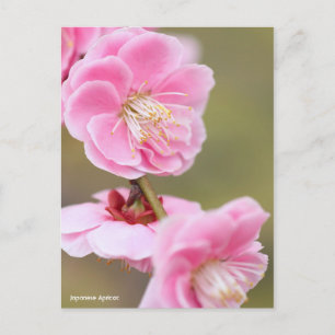 Japanse abrikozenprijs [Briefkaart] Briefkaart