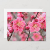 Japanse abrikozenprijs [Briefkaart] Briefkaart (Voorkant / Achterkant)
