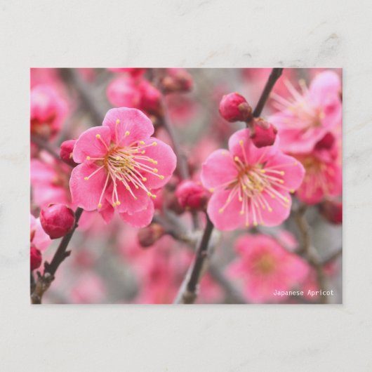 Japanse abrikozenprijs [Briefkaart] Briefkaart (Voorkant)