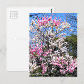 Japanse abrikozenprijs (UME: Genpei blooming) [Bri Briefkaart (Voorkant / Achterkant)