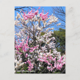 Japanse abrikozenprijs (UME: Genpei blooming) [Bri Briefkaart