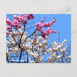 Japanse abrikozenprijs (UME: Genpei blooming) [Bri Briefkaart