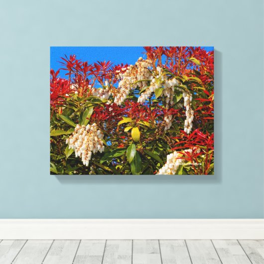 Japanse Andromeda Bonfire Canvas Afdruk (Insitu (Houten vloer))