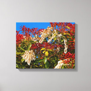 Japanse Andromeda Bonfire Canvas Afdruk