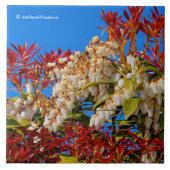 Japanse Andromeda Bonfire Tegeltje (Voorkant)