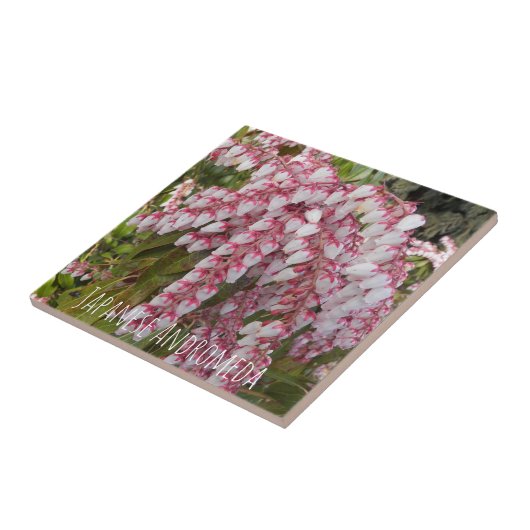 Japanse Andromeda Plant Floral Tegeltje (Zijkant)