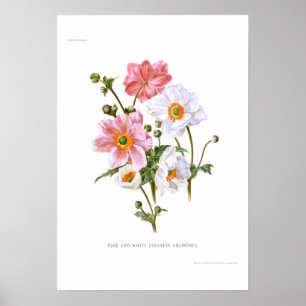 Japanse anemonen poster