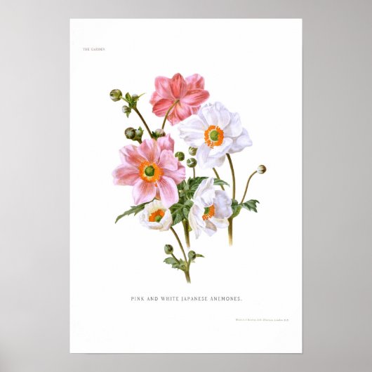Japanse anemonen poster (Voorkant)