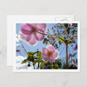 Japanse annemon briefkaart (Voorkant / Achterkant)