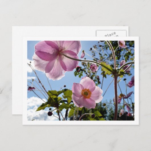 Japanse annemon briefkaart (Voorkant / Achterkant)