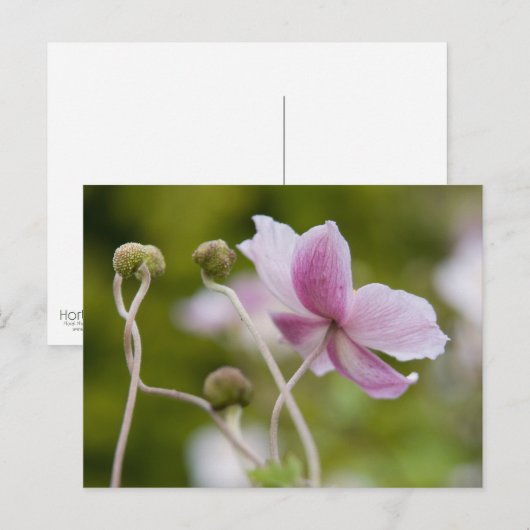 Japanse annemon | Herbstanemone Briefkaart (Voorkant / Achterkant)