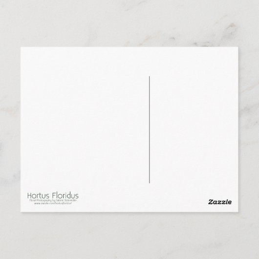 Japanse annemon | Herbstanemone Briefkaart (Achterkant)