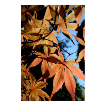 Japanse apel (2) - Floral Photography