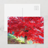 Japanse apel: Autumn Leaves [Briefkaart] Briefkaart (Voorkant / Achterkant)