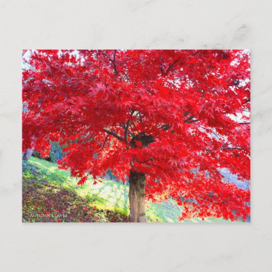 Japanse apel: Autumn Leaves [Briefkaart] Briefkaart (Voorkant)