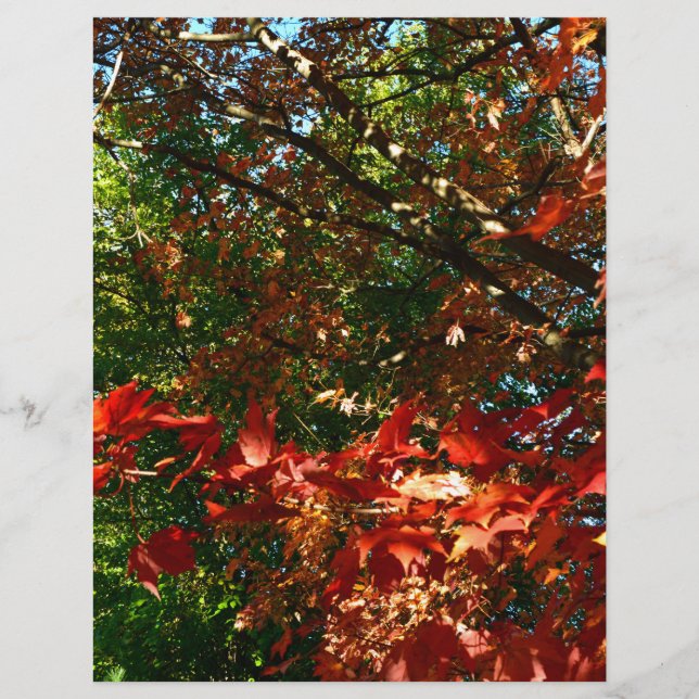 Japanse apel, herfstboombladeren (Voorkant)