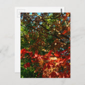 Japanse apel, herfstboombladeren briefkaart (Voorkant / Achterkant)