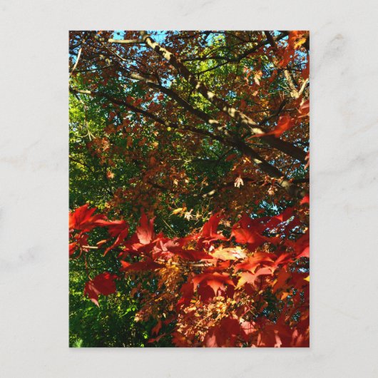 Japanse apel, herfstboombladeren briefkaart (Voorkant)