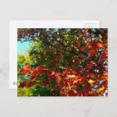 Japanse apel, herfstboombladeren briefkaart (Voorkant / Achterkant)