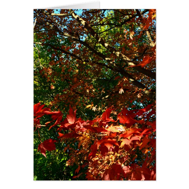 Japanse apel in het najaar (Voorkant)