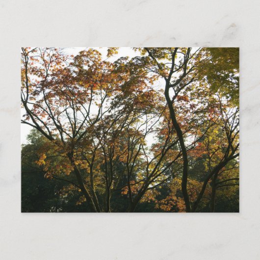 Japanse apel in het najaar briefkaart (Voorkant)