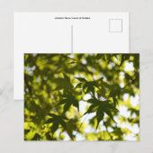 Japanse apelbladeren in de zomer briefkaart (Voorkant / Achterkant)