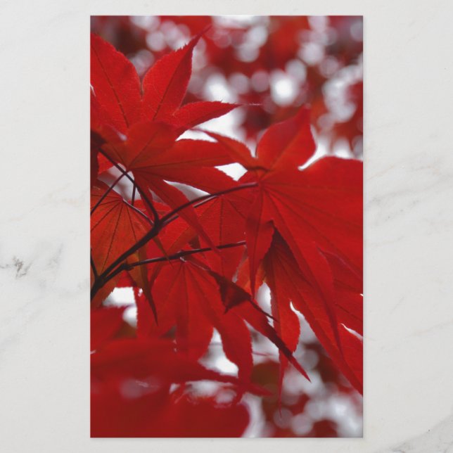 Japanse apelboom (Voorkant)