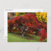 Japanse apelboom in het najaar briefkaart (Voorkant / Achterkant)