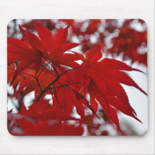 Japanse apelboom muismat