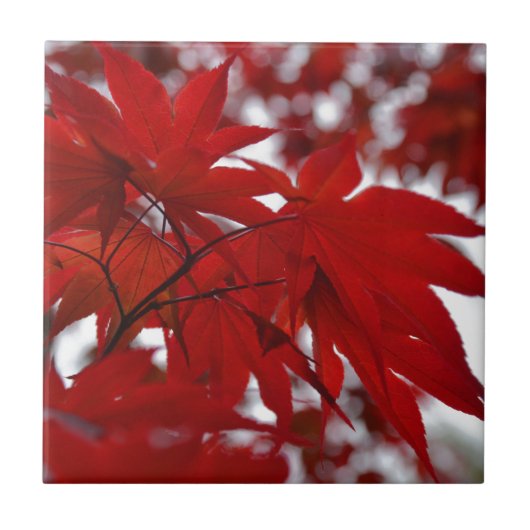 Japanse apelboom tegeltje (Voorkant)