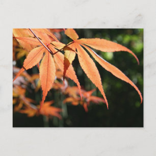 Japanse apels (7) briefkaart