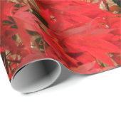 Japanse aple "Bloodgood" / Rode Herfst olie / Cadeaupapier (Rol Hoek)