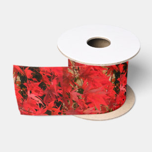 Japanse aple "Bloodgood" / Rode Herfst olie / Satijnen Lint