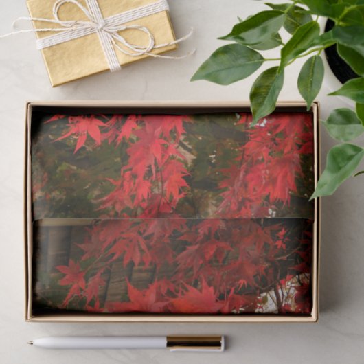 Japanse aple "Bloodgood" / Rode Herfst olie / Tissuepapier (Geschenk)