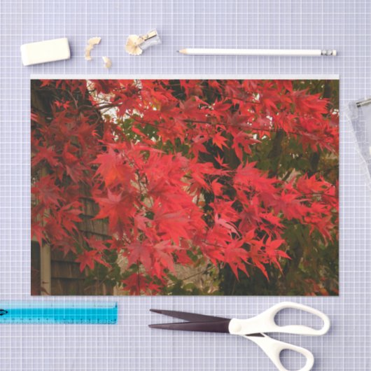 Japanse aple "Bloodgood" / Rode Herfst olie / Tissuepapier (Craft)