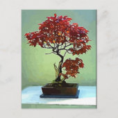 Japanse aple briefkaart (Voorkant)