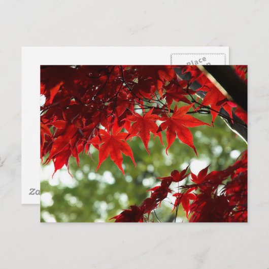 Japanse aple briefkaart (Voorkant / Achterkant)