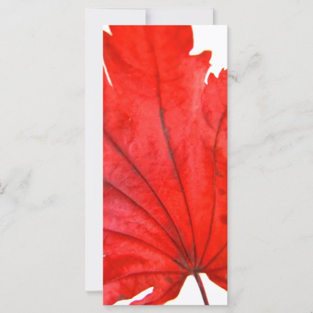 Japanse aple Leaf (Voorkant)