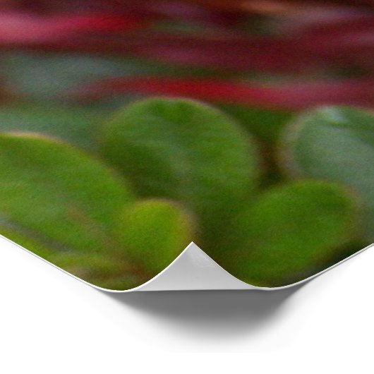 Japanse aple Leaf Poster (Hoek)