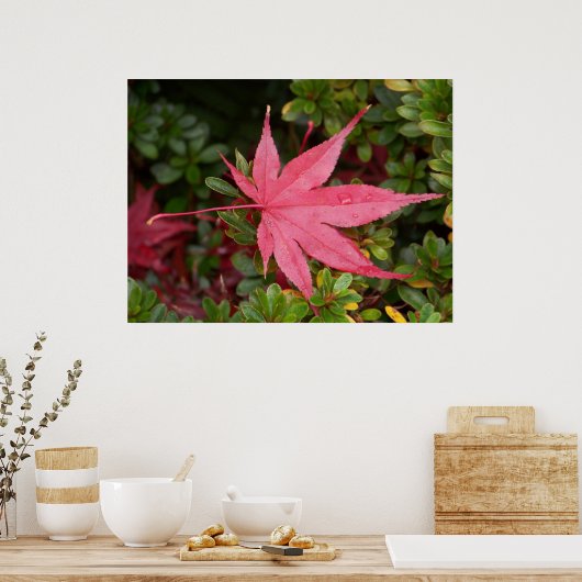 Japanse aple Leaf Poster (Keuken)