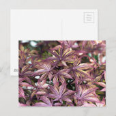 Japanse aple Leaves Briefkaart (Voorkant / Achterkant)