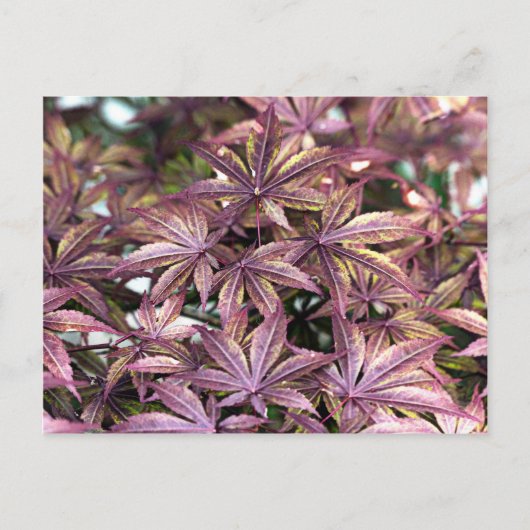 Japanse aple Leaves Briefkaart (Voorkant)