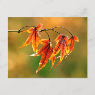 Japanse aple Leaves Briefkaart