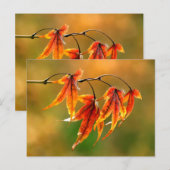 Japanse aple Leaves Briefkaart (Voorkant / Achterkant)