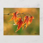 Japanse aple Leaves Briefkaart (Achterkant)