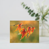 Japanse aple Leaves Briefkaart (Staand voorkant)