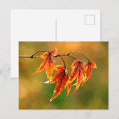 Japanse aple Leaves Briefkaart (Voorkant / Achterkant)